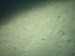 Thumbnail of a photograph of the sea floor, click to view full scale photograh.