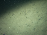 Thumbnail of a photograph of the sea floor, click to view full scale photograh.