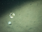 Thumbnail of a photograph of the sea floor, click to view full scale photograh.