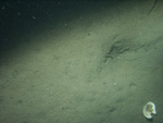 Thumbnail of a photograph of the sea floor, click to view full scale photograh.