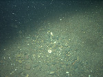 Thumbnail of a photograph of the sea floor, click to view full scale photograh.