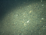 Thumbnail of a photograph of the sea floor, click to view full scale photograh.