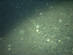 Thumbnail of a photograph of the sea floor, click to view full scale photograh.