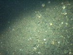 Thumbnail of a photograph of the sea floor, click to view full scale photograh.