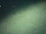 Thumbnail of a photograph of the sea floor, click to view full scale photograh.