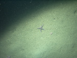 Thumbnail of a photograph of the sea floor, click to view full scale photograh.