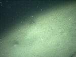 Thumbnail of a photograph of the sea floor, click to view full scale photograh.