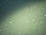 Thumbnail of a photograph of the sea floor, click to view full scale photograh.