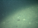 Thumbnail of a photograph of the sea floor, click to view full scale photograh.