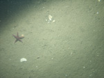 Thumbnail of a photograph of the sea floor, click to view full scale photograh.