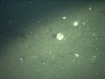 Thumbnail of a photograph of the sea floor, click to view full scale photograh.