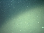 Thumbnail of a photograph of the sea floor, click to view full scale photograh.