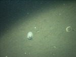 Thumbnail of a photograph of the sea floor, click to view full scale photograh.