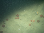 Thumbnail of a photograph of the sea floor, click to view full scale photograh.