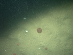 Thumbnail of a photograph of the sea floor, click to view full scale photograh.