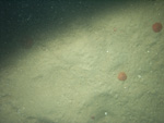 Thumbnail of a photograph of the sea floor, click to view full scale photograh.