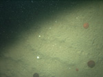 Thumbnail of a photograph of the sea floor, click to view full scale photograh.