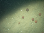 Thumbnail of a photograph of the sea floor, click to view full scale photograh.