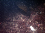 Thumbnail of a photograph of the sea floor, click to view full scale photograh.