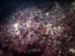 Thumbnail of a photograph of the sea floor, click to view full scale photograh.