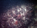 Thumbnail of a photograph of the sea floor, click to view full scale photograh.