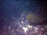 Thumbnail of a photograph of the sea floor, click to view full scale photograh.