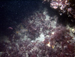 Thumbnail of a photograph of the sea floor, click to view full scale photograh.