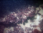 Thumbnail of a photograph of the sea floor, click to view full scale photograh.