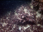 Thumbnail of a photograph of the sea floor, click to view full scale photograh.