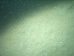 Thumbnail of a photograph of the sea floor, click to view full scale photograh.