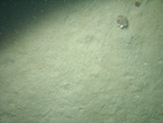 Thumbnail of a photograph of the sea floor, click to view full scale photograh.