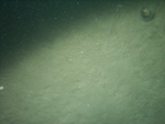 Thumbnail of a photograph of the sea floor, click to view full scale photograh.