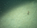 Thumbnail of a photograph of the sea floor, click to view full scale photograh.