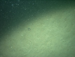 Thumbnail of a photograph of the sea floor, click to view full scale photograh.