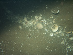 Thumbnail of a photograph of the sea floor, click to view full scale photograh.