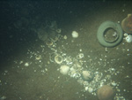 Thumbnail of a photograph of the sea floor, click to view full scale photograh.