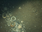 Thumbnail of a photograph of the sea floor, click to view full scale photograh.