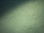 Thumbnail of a photograph of the sea floor, click to view full scale photograh.