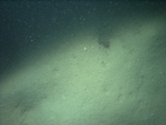 Thumbnail of a photograph of the sea floor, click to view full scale photograh.