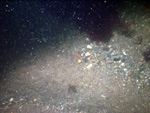 Thumbnail of a photograph of the sea floor, click to view full scale photograh.