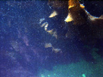 Thumbnail of a photograph of the sea floor, click to view full scale photograh.