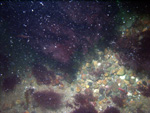 Thumbnail of a photograph of the sea floor, click to view full scale photograh.