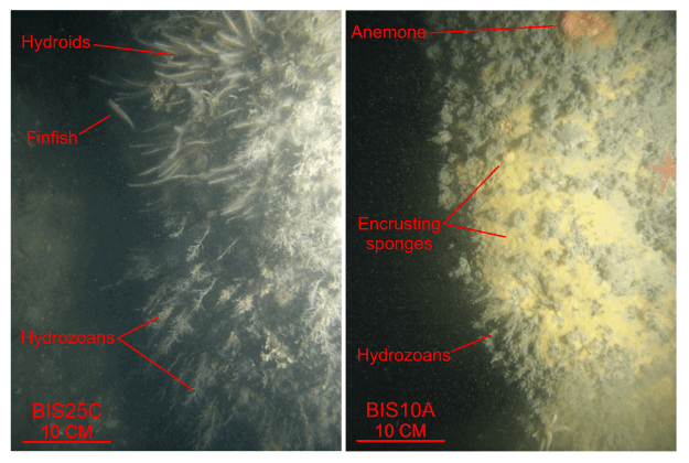 Figure 39. Two photographs of the fauna on boulders in the study area.