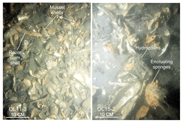 Figure 41. Two photographs of the shell beds in the study area.