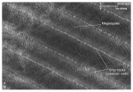 Thumbnail image of figure 33 and link to larger figure. Image of sidescan sonar in the study area.