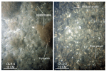 Thumbnail image of figure 38 and link to larger figure. Photographs of gravel in the study area.