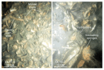 Thumbnail image of figure 41 and link to larger figure. Two photographs of the shell beds in the study area.