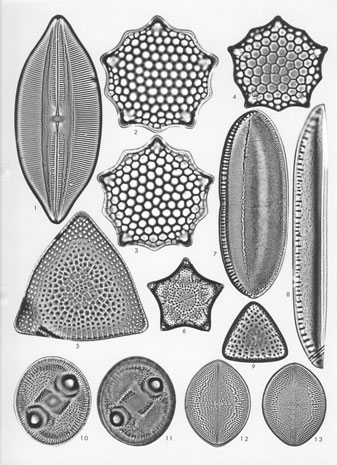 An image of diatoms from Cooktown, Australia, providing an example of the plates contained within the Stuart R. Stidolph Atlas