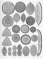 Plate 11. Marine Diatoms from Samarang, Java