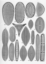 Plate 13. Marine Diatoms from Campeche
